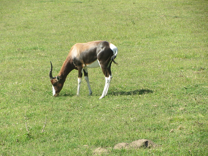buck, antelope, africa, game, zoo, field, nature
