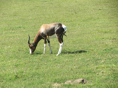 Buck, antilopă, Africa, joc, gradina zoologica, câmp, natura