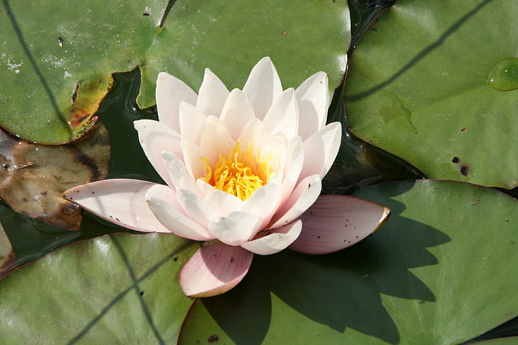 aquatic plant, blossom, bloom, water Lily, pond, nature, lotus Water Lily