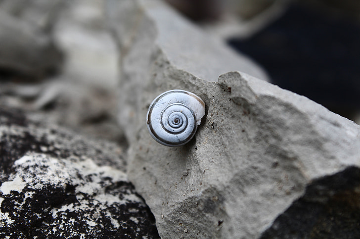 lumaca, pietra, a spirale, Shell, chiudere
