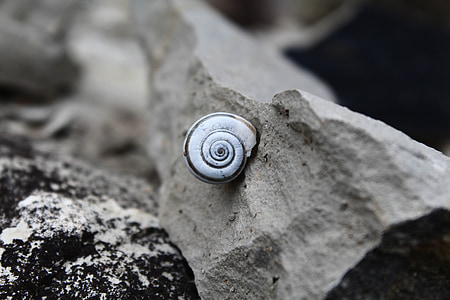 snail, stone, spiral, shell, close