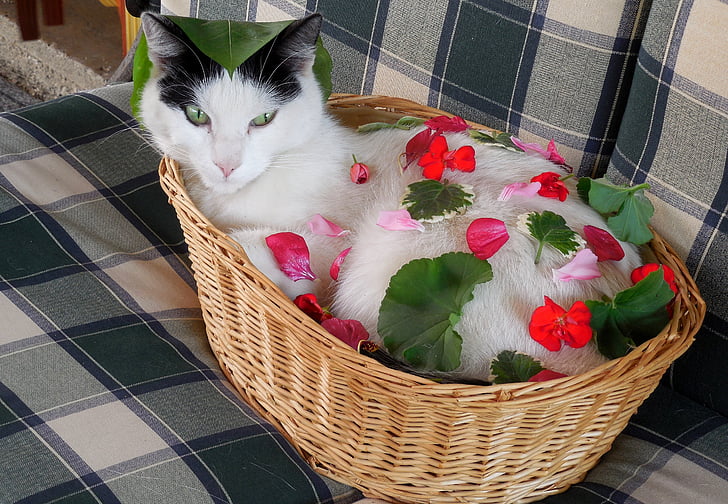 แมว, ดอกไม้, อาร์ตเดคโค, bascket, สัตว์เลี้ยง, สัตว์, น่ารัก
