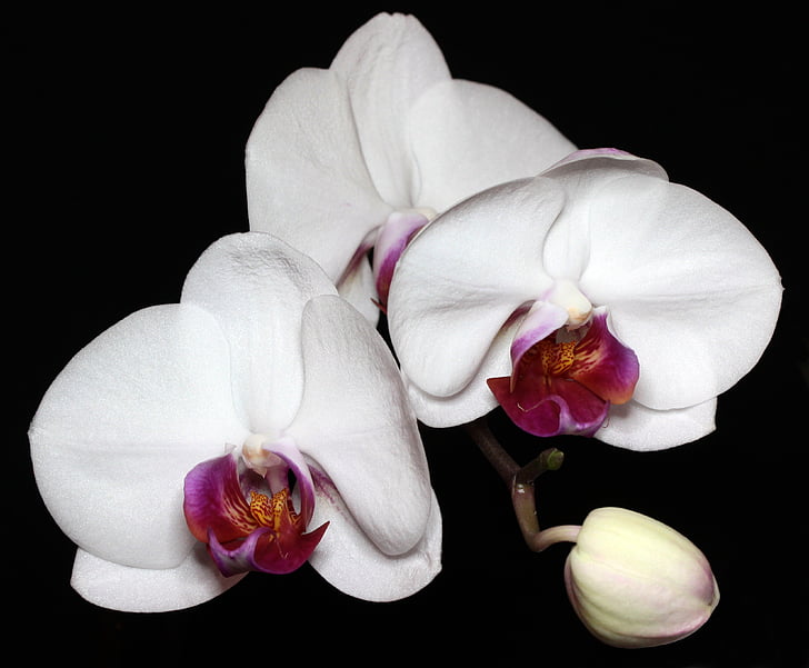 Orchis, květ, exotické, orchidej, kvetoucí, závod, orientální květina