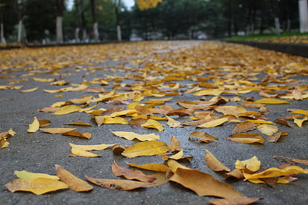jesen, defolijacije, usamljeni, žuta, list, tlo, parka