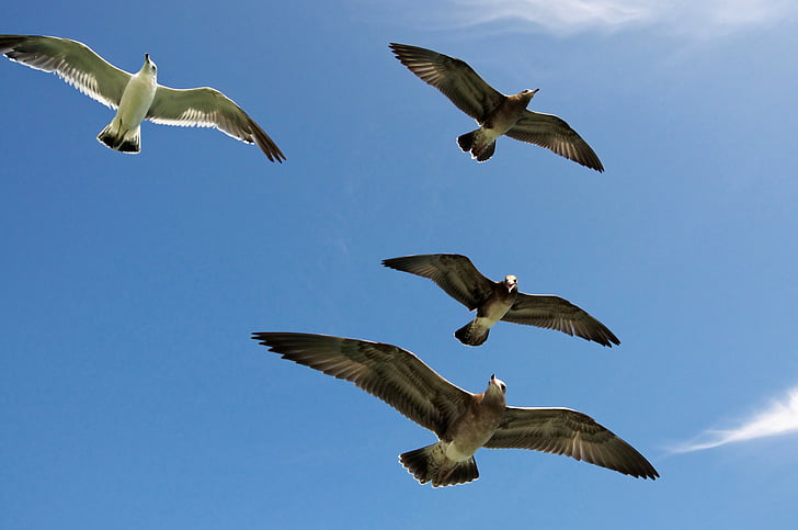 seagulls, flying, sky, nature, sea, bird, wildlife