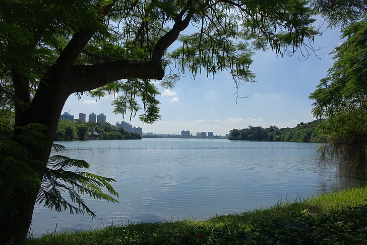Jezioro, drzewa, zielony, 灣 chengching jezioro kaohsiung