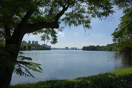 jezero, stabla, zelena, 灣 chengching jezero kaohsiung