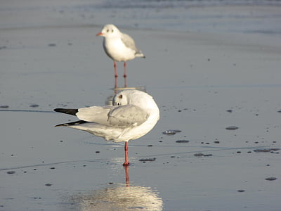 seagull, mirroring, water, morning, light, mood, bird