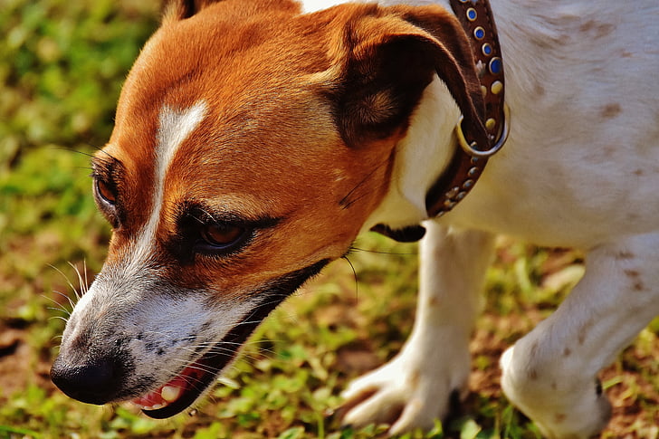 jack russell, terrier, play, meadow, race, dog, animal