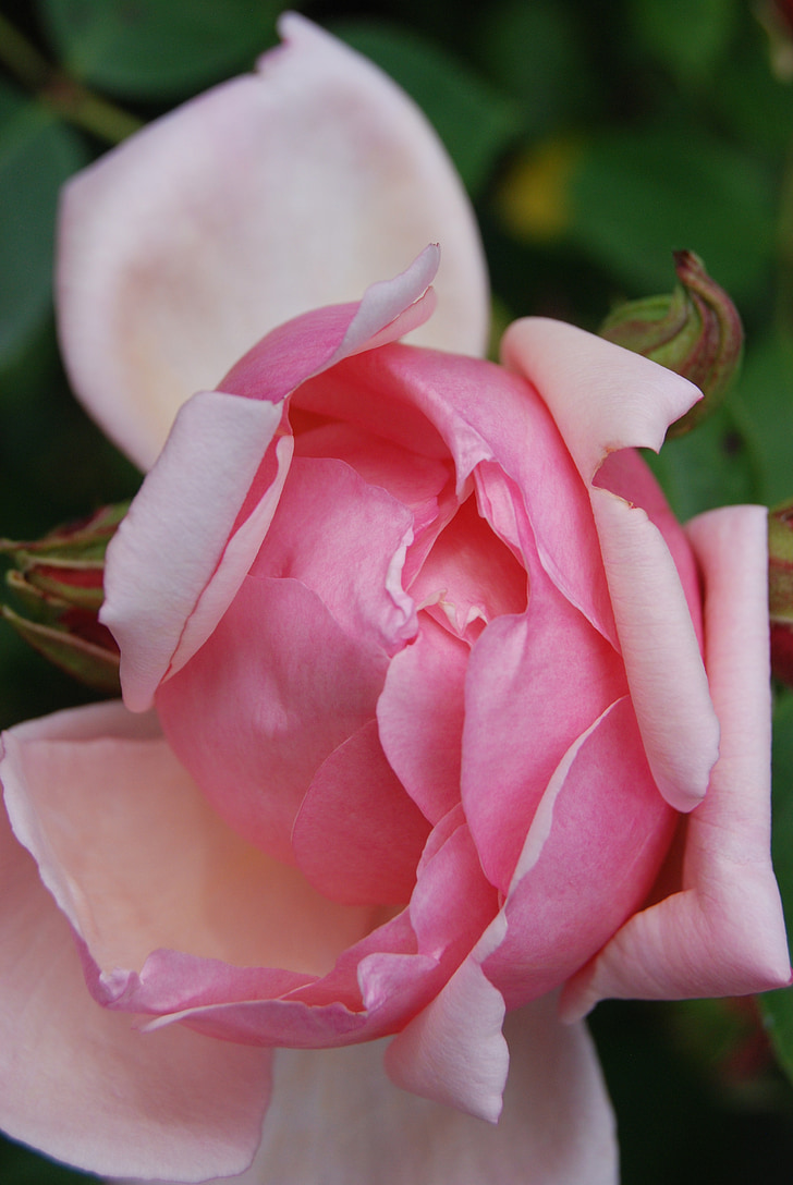 Роза, цветок, Блум, розовый, лепестки, завод, красивая