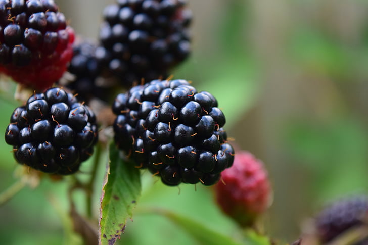 blackberries, close, ripe, fruit, nature, eat, healthy