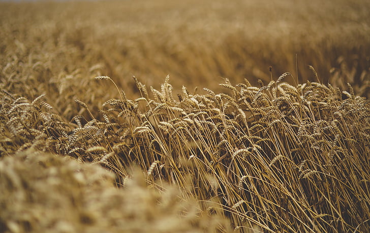 agricultura, cereais, campo, grão, natureza, cena rural, trigo