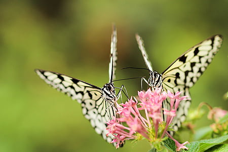 papillon, papillon de nuit, insecte, macro, gros plan, nectar, pollen