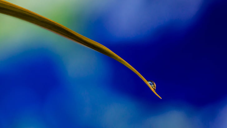 blade of grass, earth, drop of water, nature, macro, close, blue