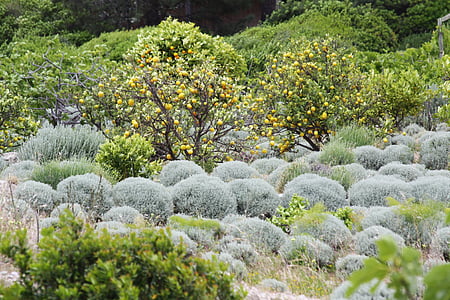 lĩnh vực, màu da cam, Corsica, Pháp, thực vật hoang dã, maquis