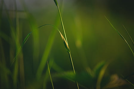 grass, nature, meadow, green, plant