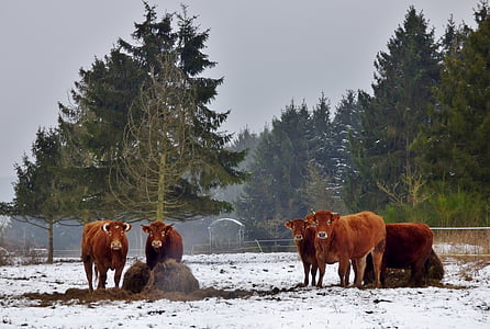 eläimet, lehmät, lumen maisema, puut, lumi, lehmä, nisäkäs