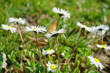 Daisy, kukka, Blossom, Bloom, valkoinen, Bellis filosofia, monivuotisen daisy