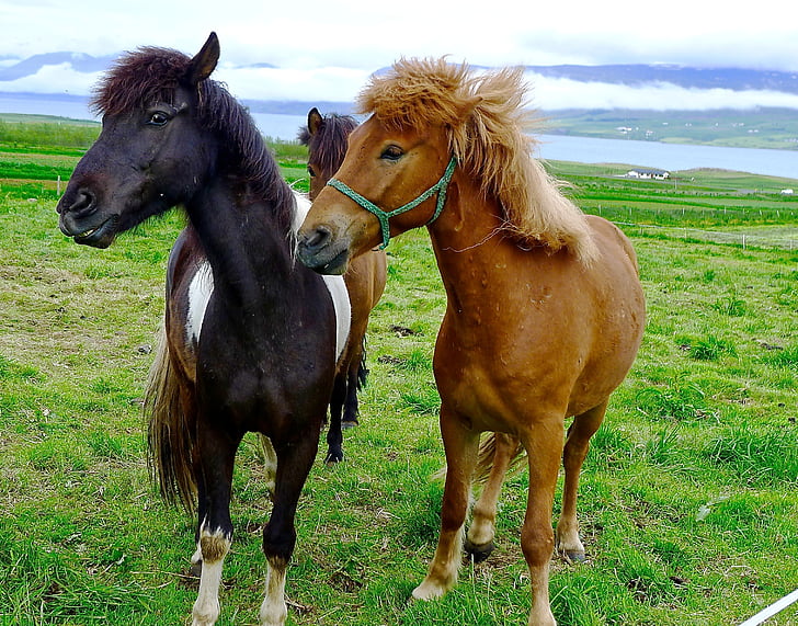hester, ponnier, Island, ponni, gården, dyr, feltet