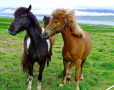 kuda, kuda, Islandia, Pony, pertanian, hewan, bidang
