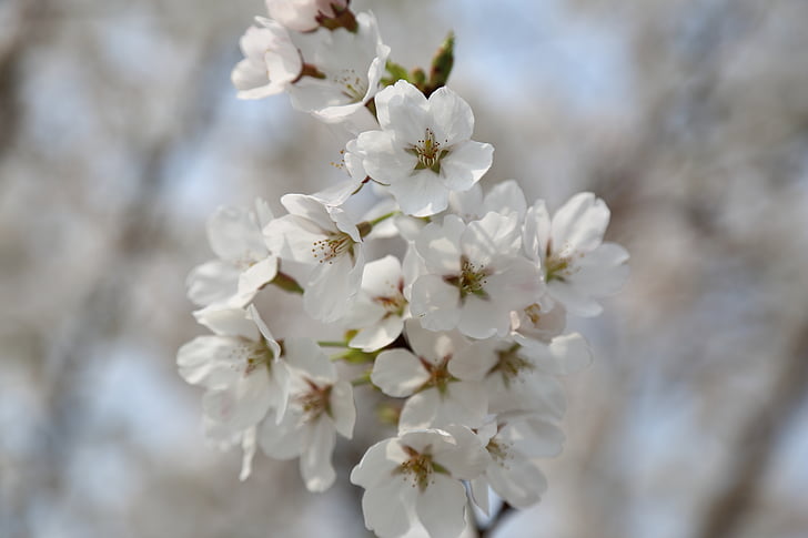 flor de cerejeira, Primavera, pétala