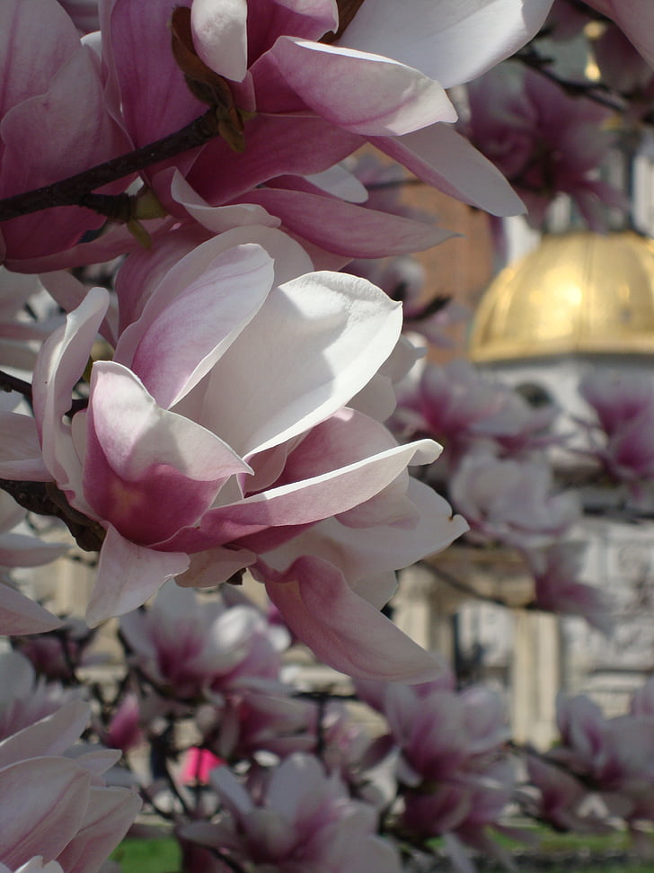 Kraków, Polen, blomster, Magnolias