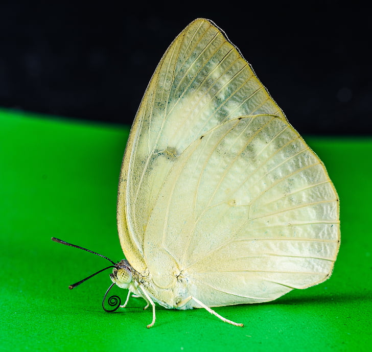 butterfly, insect, nature, animal, butterfly - Insect, summer, animal Wing