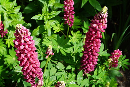 flowers, pink, blossom, bloom, plant, nature