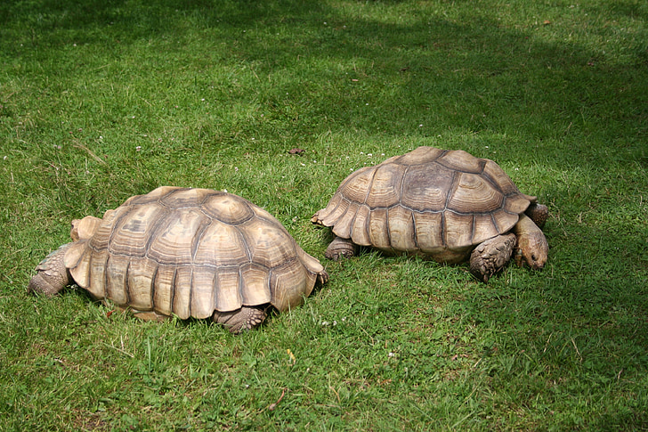 tortoise speronato africano, tartaruga, tartaruga gigante, centrochelys sulcata, tartaruga, Testudinidae, centrochelys