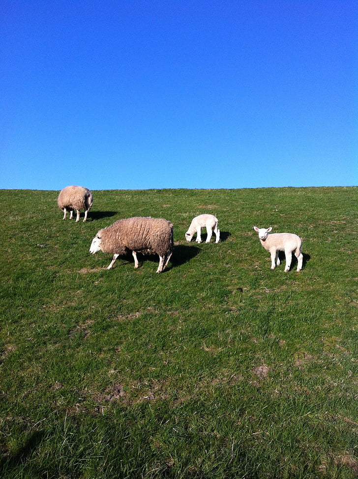 ovce, Dike, deichschaf, Severní moře