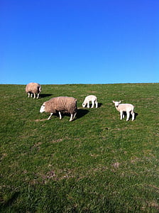 羊, 堤防, deichschaf, 北海
