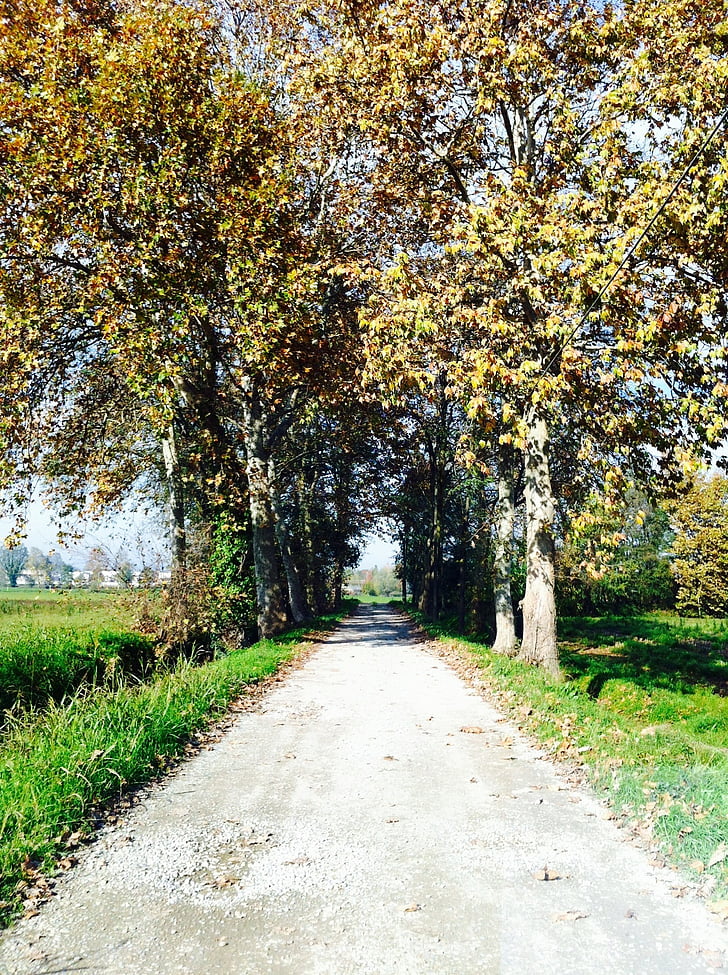 nature, road, trees