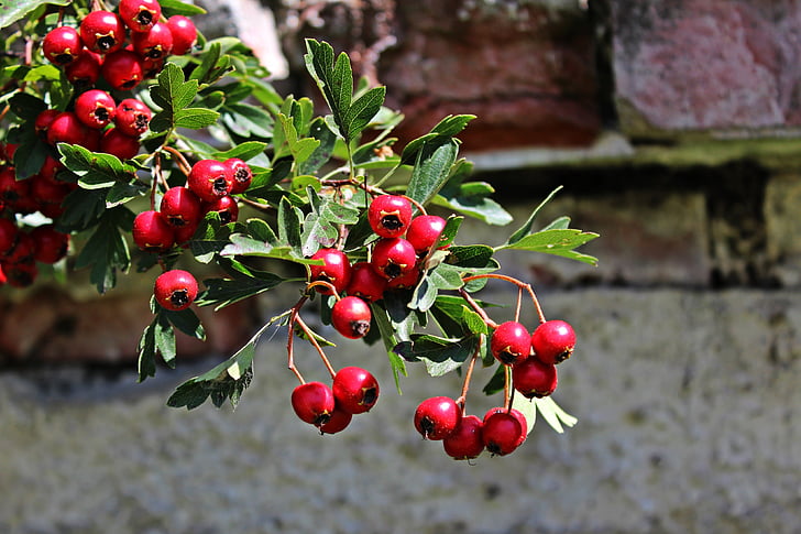Bush, bayas, rojo, planta, naturaleza, Rowanberries
