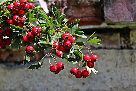 arbust, baies, vermell, planta, natura, rowanberries