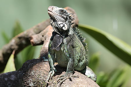 Iguana verda, rèptil, en la branca seca, llangardaix, mirant, salvatge