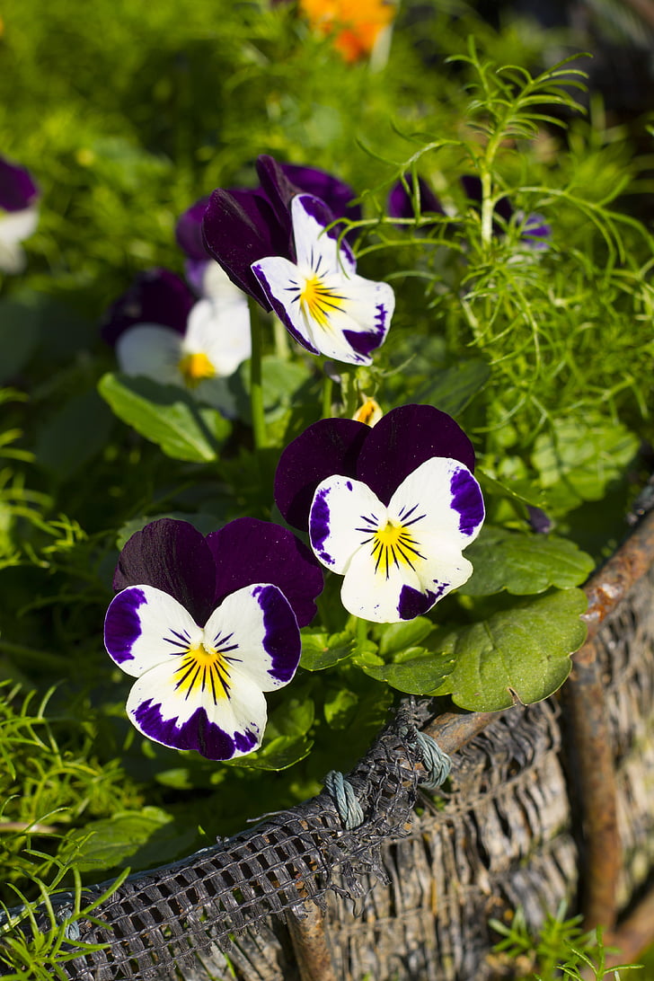 pansy flowers, flower, flora, colorful, bloom, nature, plant