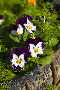 viooltje bloemen, bloem, Flora, kleurrijke, Bloom, natuur, plant