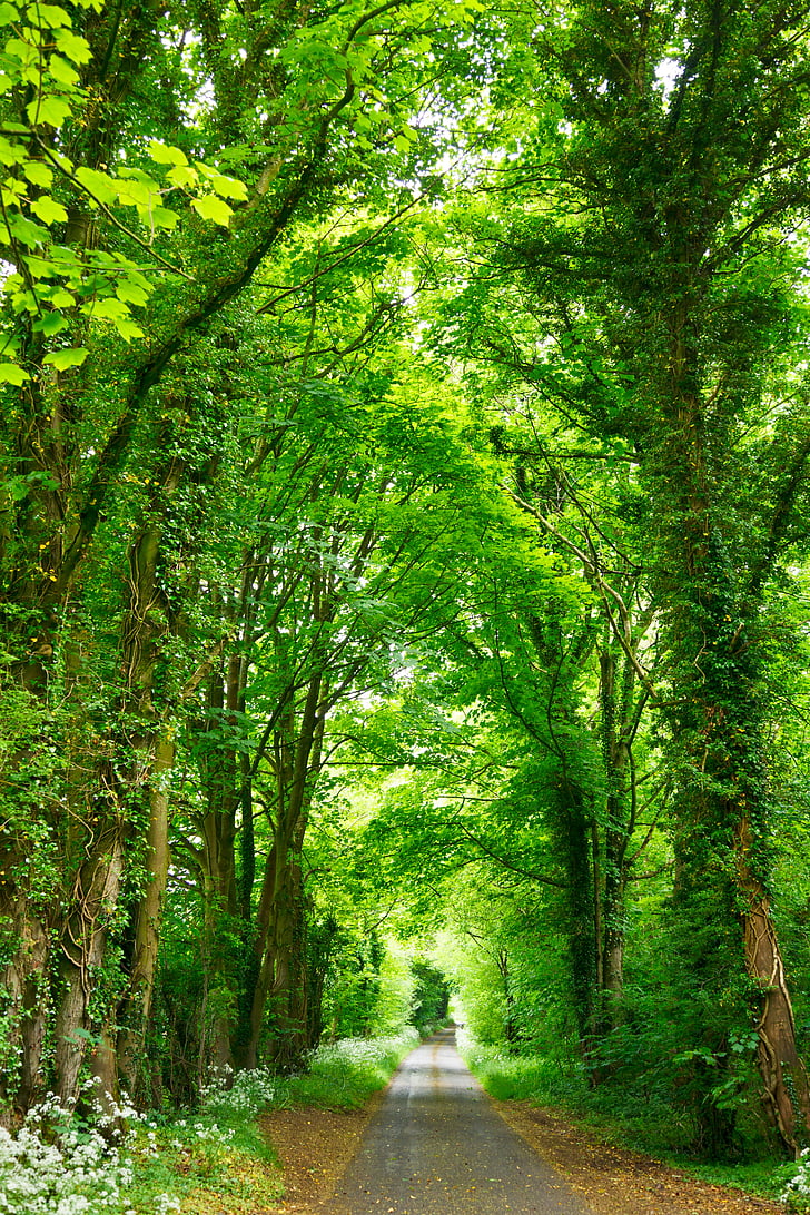 carretera, mitjana, verd, d'alçada, arbres, bosc, natura