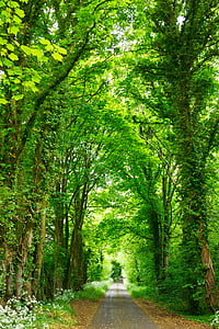 road, middle, green, tall, trees, forest, nature