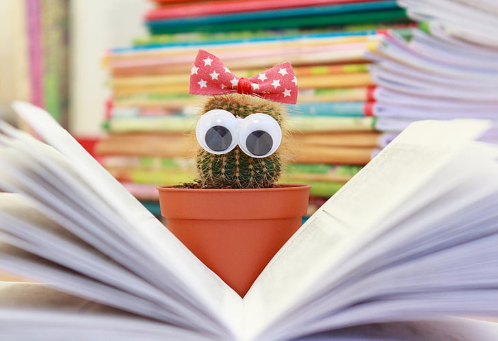 kaktus, kniha, květ, hrnec, číst, Scratchy, znalosti