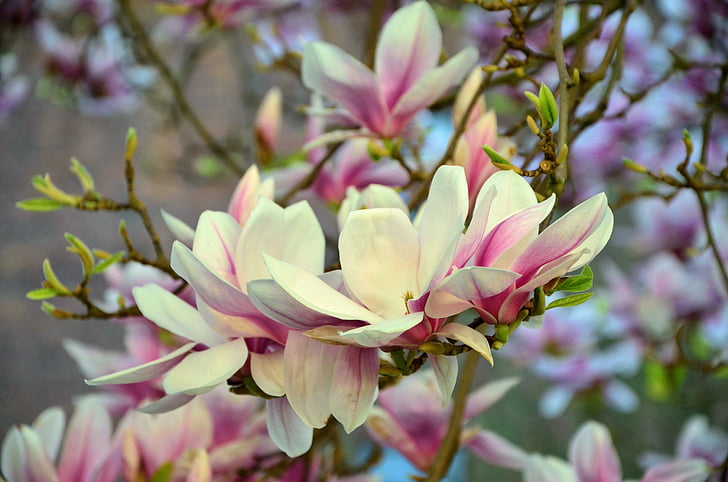 Magnolia, Magnolia drzewa, kwiaty, różowy, kwiaty magnolii, wiosna, Natura