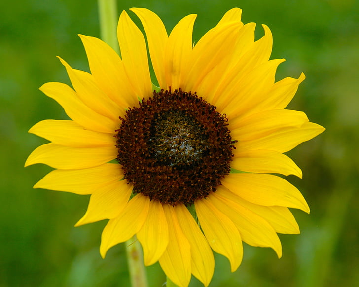 sunflower, nature, green, yellow, natural, flower, golden