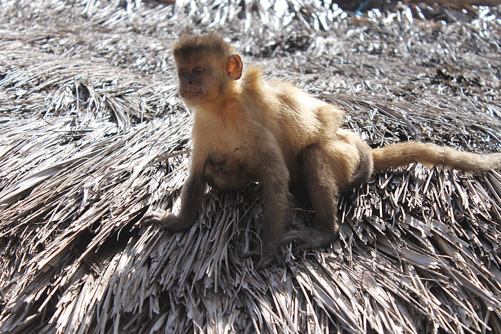 động vật, Thiên nhiên, con khỉ, phổ biến marmoset