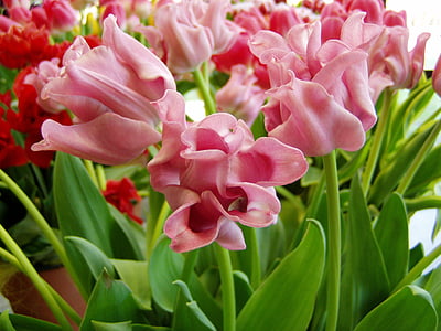tulip, flower, spring, blossom, plant, petals, nature