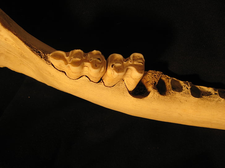 kauls, zobi, pa žokli, skelets, anatomija, liellopu, molars