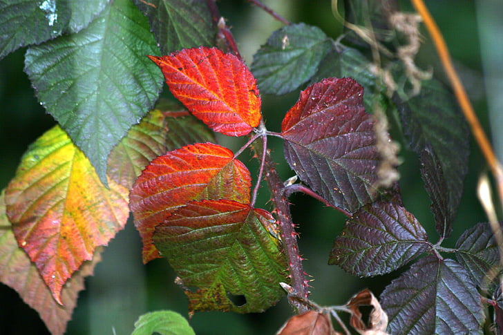 listy, podzim, Příroda, na podzim listy, podzimní barvy, barevný podzim, Omalovánky