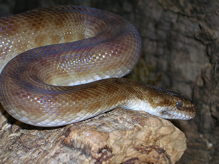 Python, Benekli python, kum python, antaresia childreni, Avustralya, Yılan, hayvan