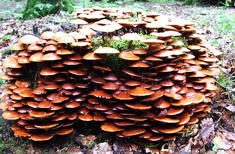 mushroom, forest, leaves, dead wood, autumn, europe, fungus