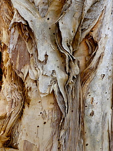 bark, paper bark, rough, surface, closeup, textured, texture