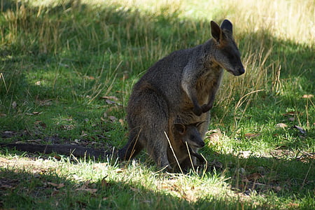 kangaroos, mother, baby, joeh, marsupial, australia, marsupials